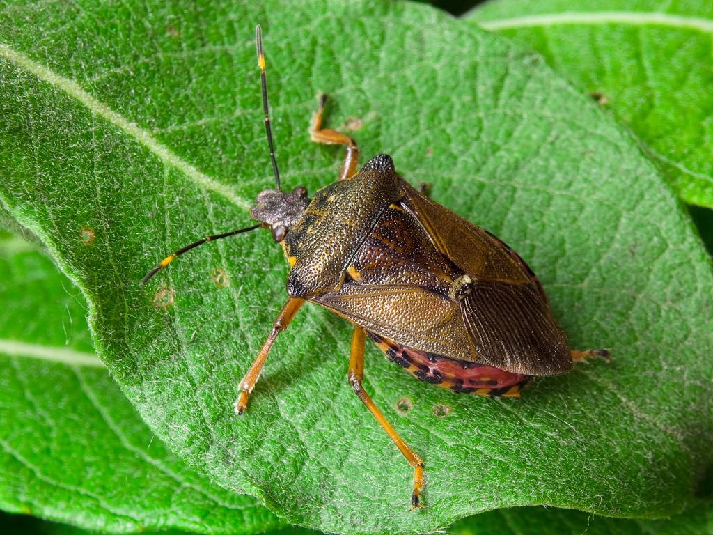 Pinthaeus sanguinipes (Fabricius, 1781)